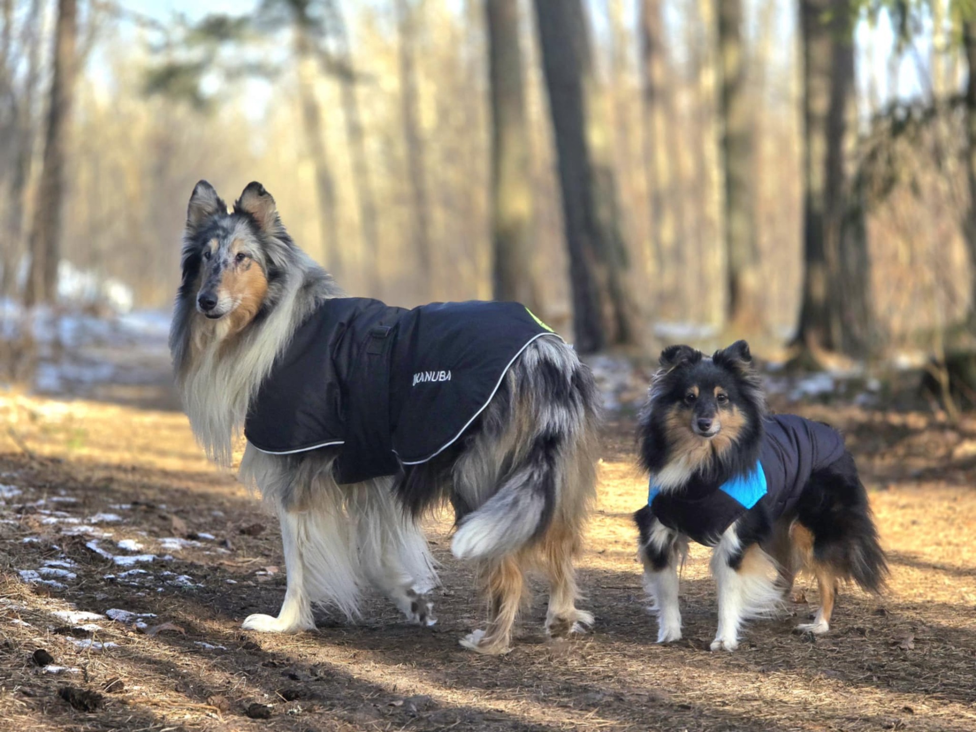 Rimba og Cochette :: 4ever Home Adopsjon og Omplassering